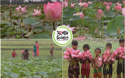 পদ্ম ফুলে সেজেছে সিরাজগঞ্জের সোনাকান্ত বিল