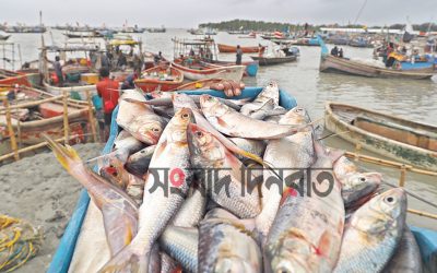 যেভাবে চিনবেন ভালো ইলিশ!