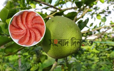 জাম্বুরা খাওয়ার উপকারিতা