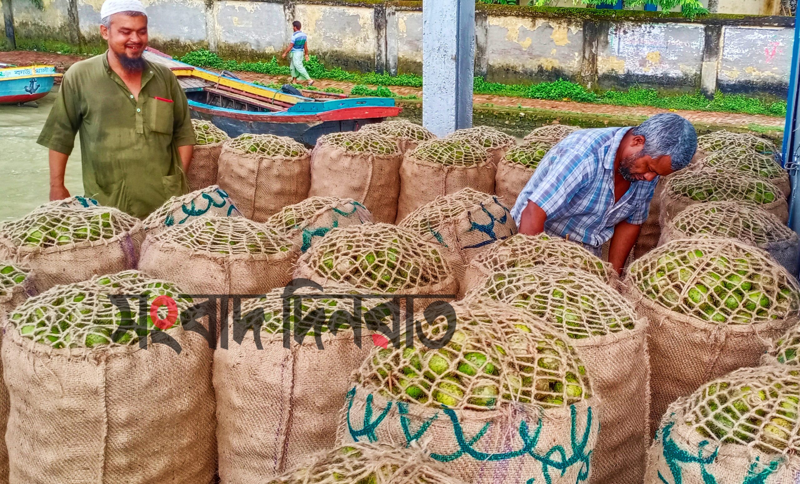 পিরোজপুরের কাউখালীতে আমড়ার বাম্পার ফলন