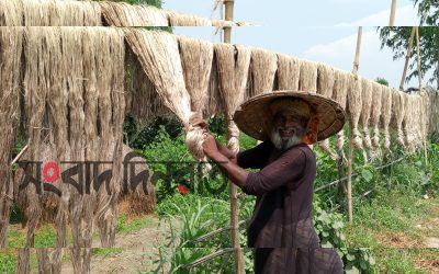 ফলন ভালো হলেও; দাম কম হওয়ায় আগ্রহ হারাচ্ছে সোনাতলার পাট চাষিরা