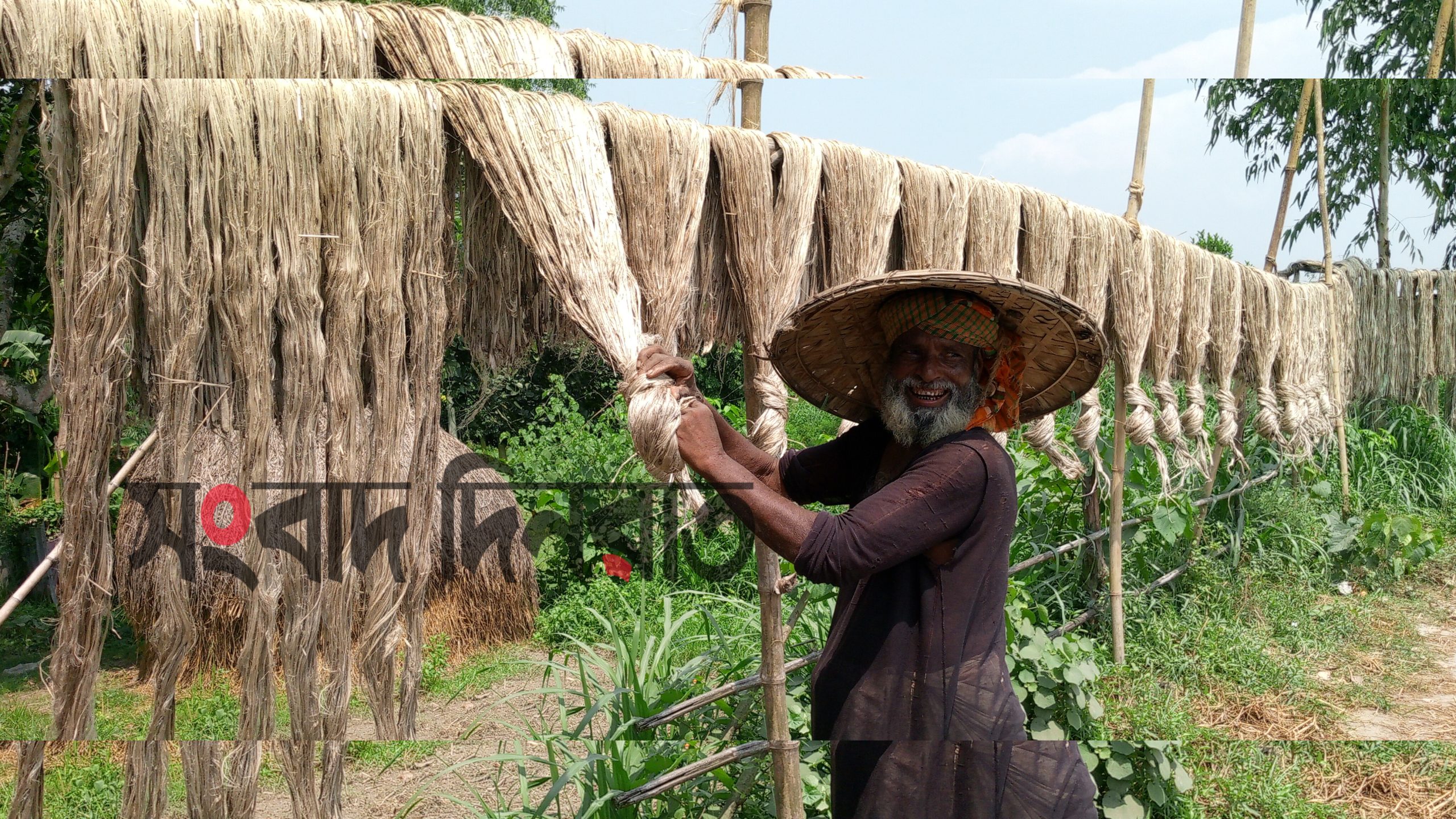 ফলন ভালো হলেও; দাম কম হওয়ায় আগ্রহ হারাচ্ছে সোনাতলার পাট চাষিরা
