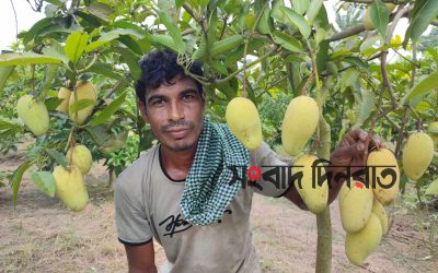 যশোরের শার্শায় বারমাসি আম চাষ করে লাভবান কৃষক রাজু