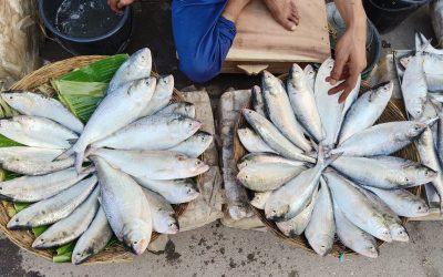 বরগুনার বেতাগীর বিষখালী নদীর তাজা ইলিশের হাট, দাম চড়া !