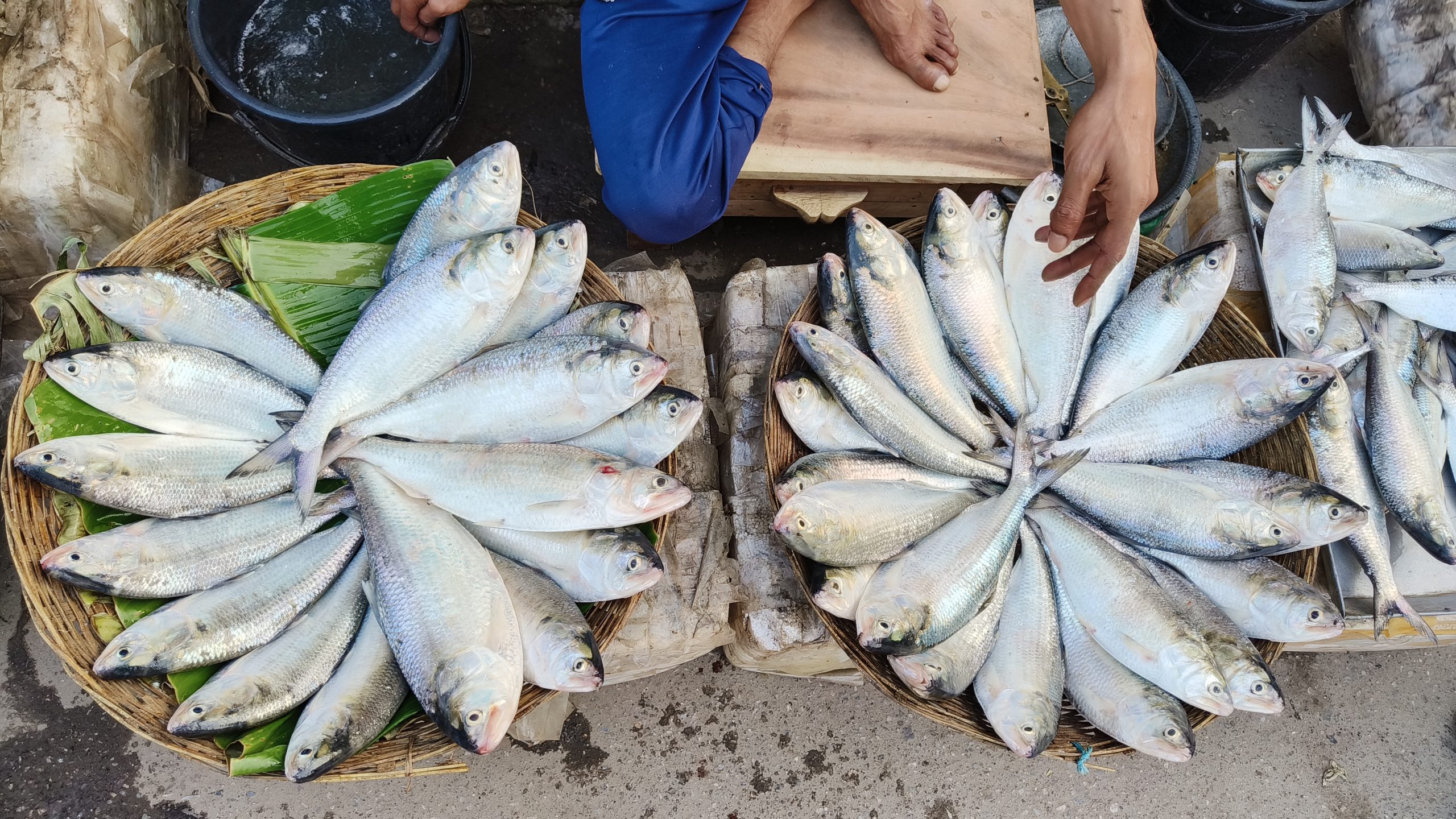 বরগুনার বেতাগীর বিষখালী নদীর তাজা ইলিশের হাট, দাম চড়া !