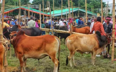 কক্সবাজার বসছে ৯৪টি কোরবানি পশুর হাট