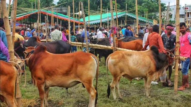 কক্সবাজার বসছে ৯৪টি কোরবানি পশুর হাট