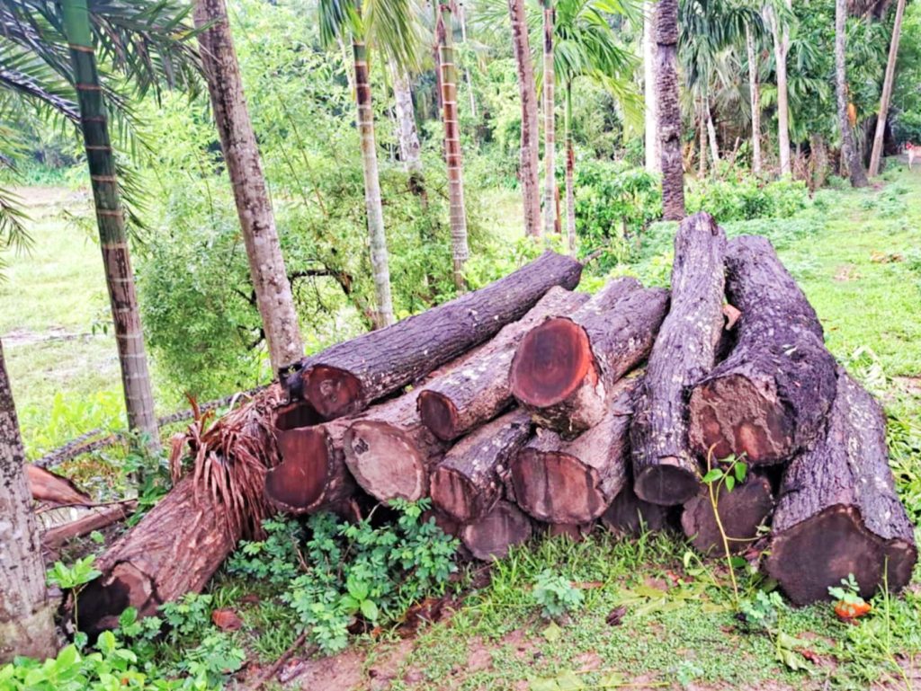 কাউখালীতে সড়কের পাশের ১২ লক্ষ টাকার সরকারি গাছ কাটার অভিযোগ