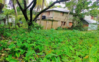 কাউখালীতে দুইটি বিদ্যালয়ে জলাবদ্ধতা; দুর্ভোগে ছাত্র-ছাত্রীরা