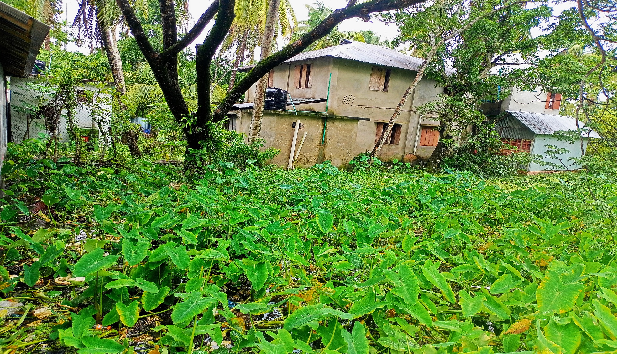কাউখালীতে দুইটি বিদ্যালয়ে জলাবদ্ধতা; দুর্ভোগে ছাত্র-ছাত্রীরা