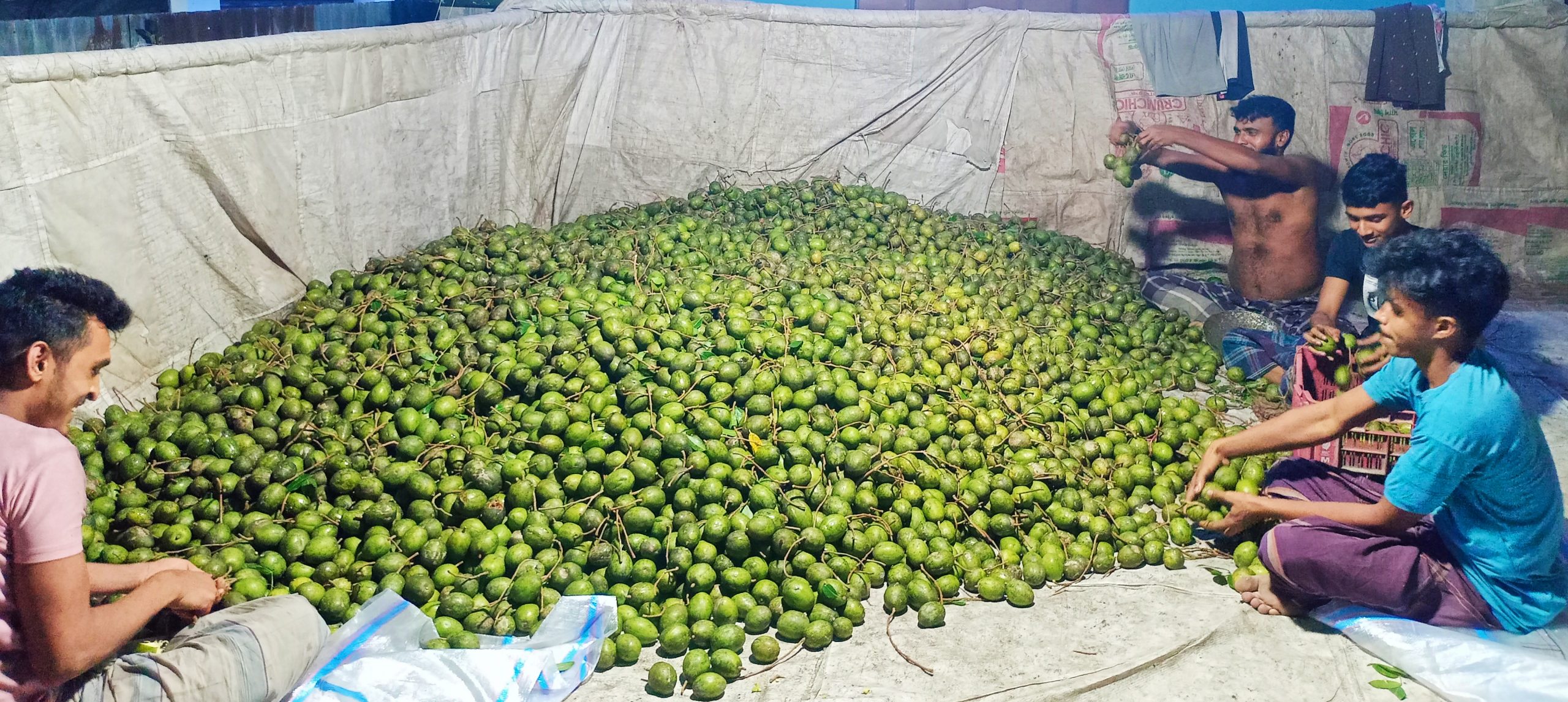 পিরোজপুরে আমড়ার ফলন কম; বিপাকে চাষিরা