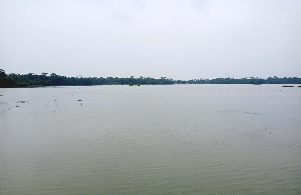 মঠবাড়িয়ায় দুই হাজার হেক্টর জমির আমনের ব্যাপক ক্ষতি