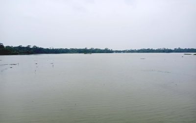 মঠবাড়িয়ায় দুই হাজার হেক্টর জমির আমনের ব্যাপক ক্ষতি