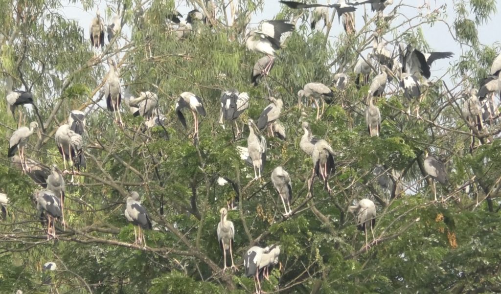 শীতের আগেই চলনবিলে অতিথি পাখিতে ভরপুর