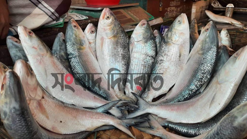 দুই মাস নিষেধাজ্ঞার পর ভোলায় আবারও শুরু মাছ ধরা