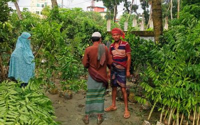 কাউখালীতে জমজমাট চারা বিক্রির হাট, মৌসুমে কোটি টাকার বেচাকেনা